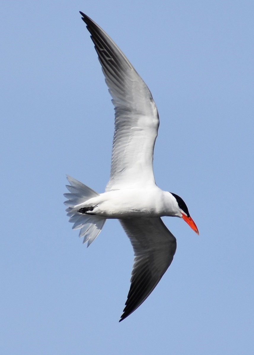 Hazar Sumrusu - ML438525741