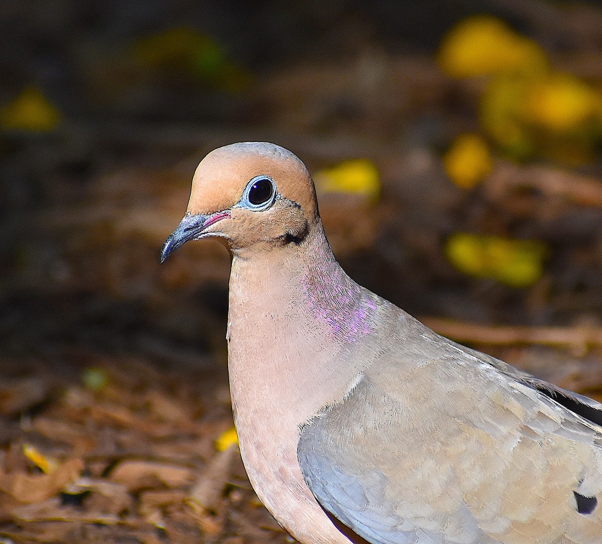 Mourning Dove - ML438526051