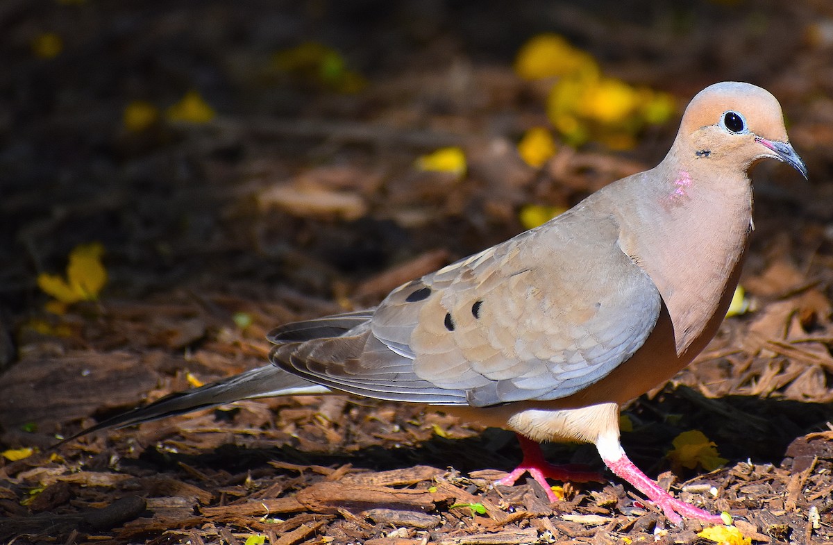 Mourning Dove - ML438526211