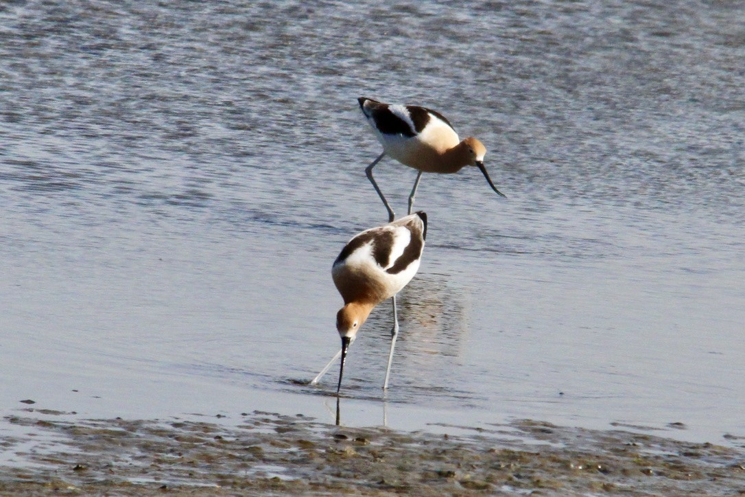American Avocet - ML438528891