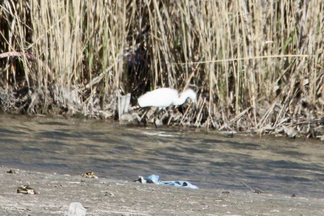 volavka bělostná - ML438528951