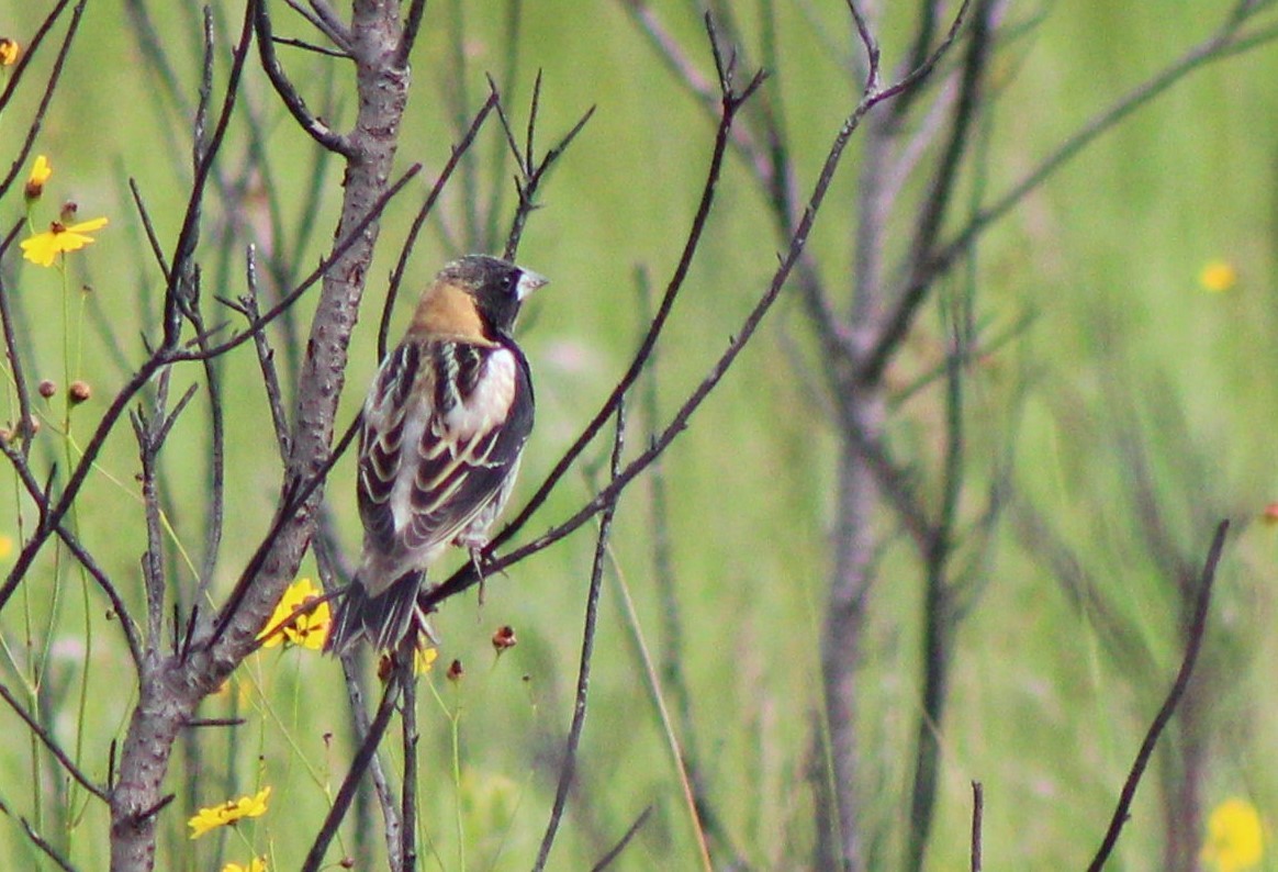 Bobolink - ML438529031