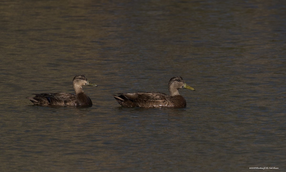 American Black Duck - ML438529101