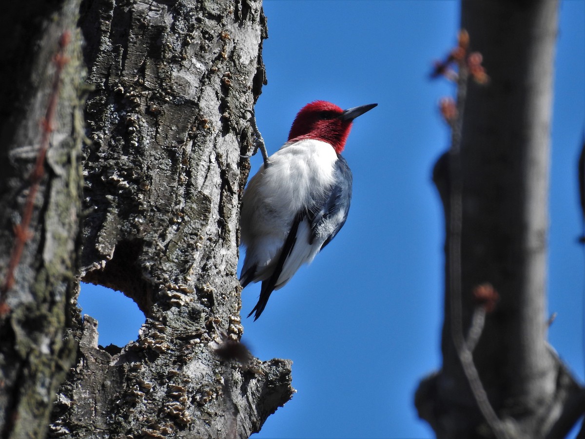 Red-headed Woodpecker - Matt Nusstein