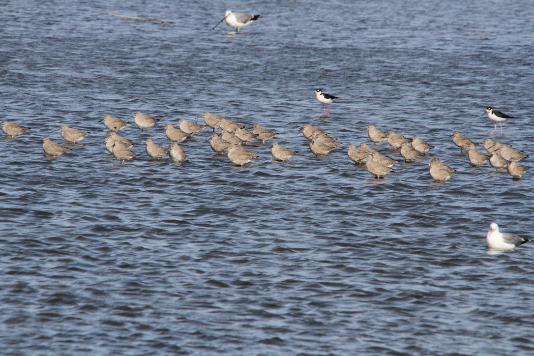 vodouš břehoušovitý - ML438529171