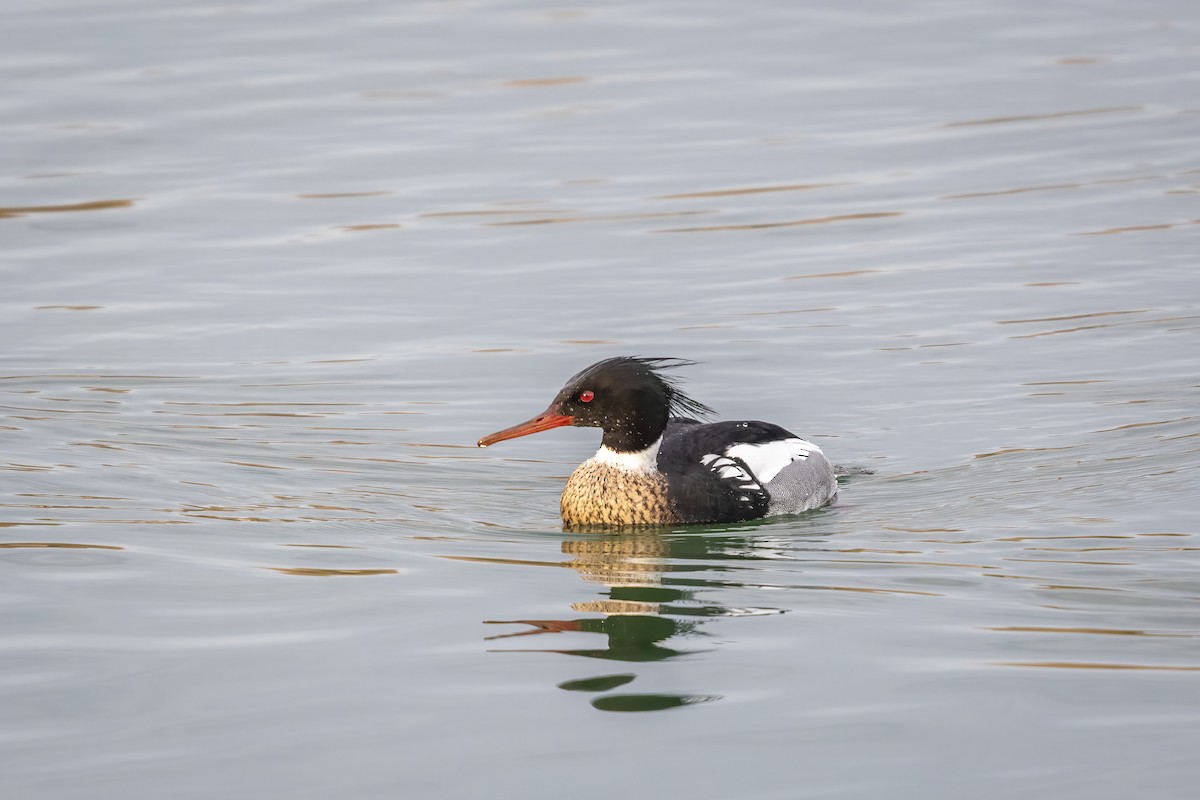 Red-breasted Merganser - Deb Ford