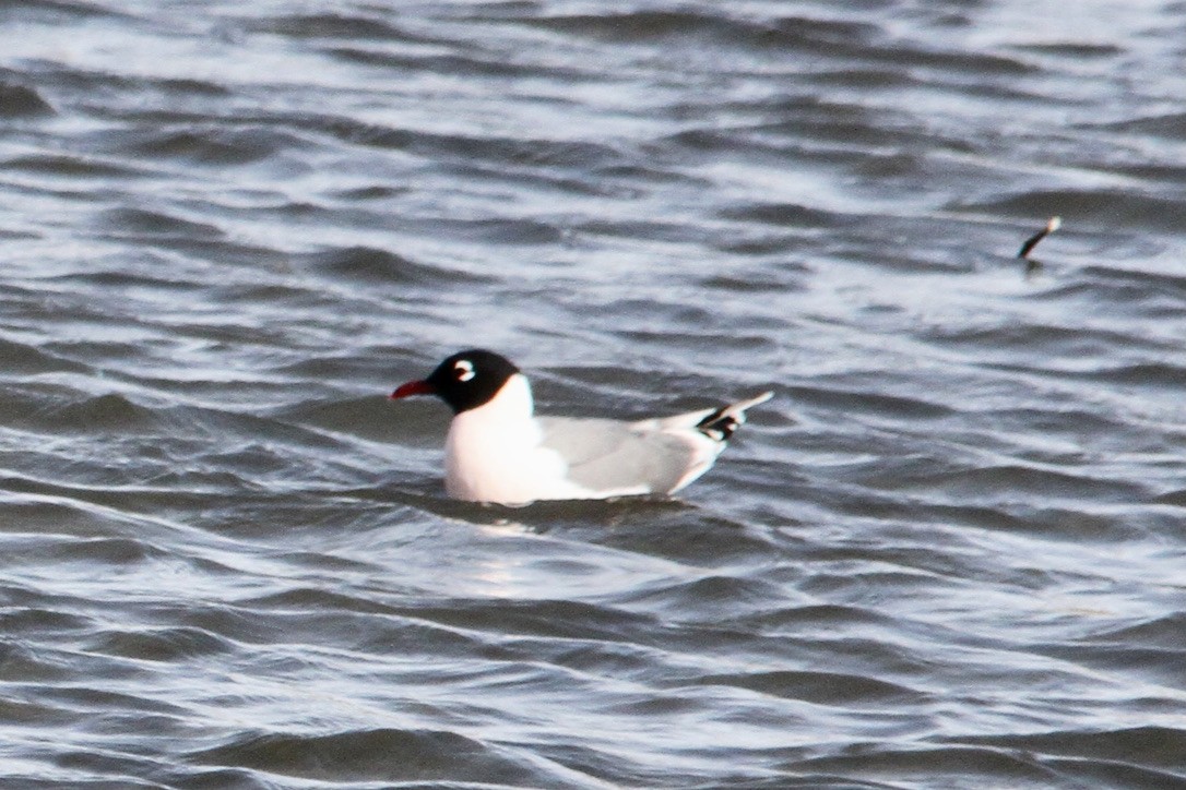 racek vnitrozemský - ML438529381