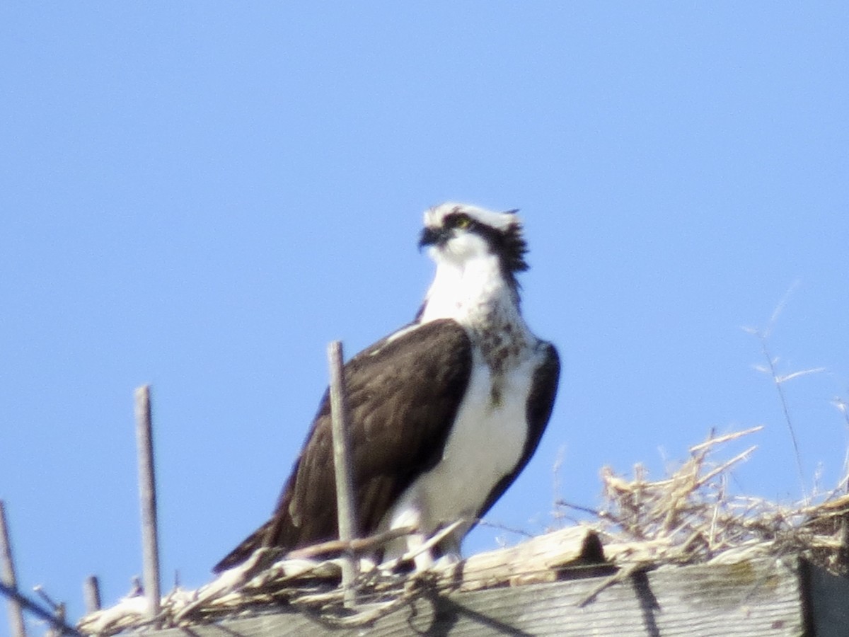 Osprey - ML438529861
