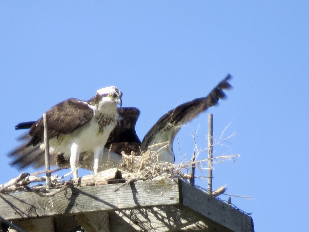 Osprey - ML438529881