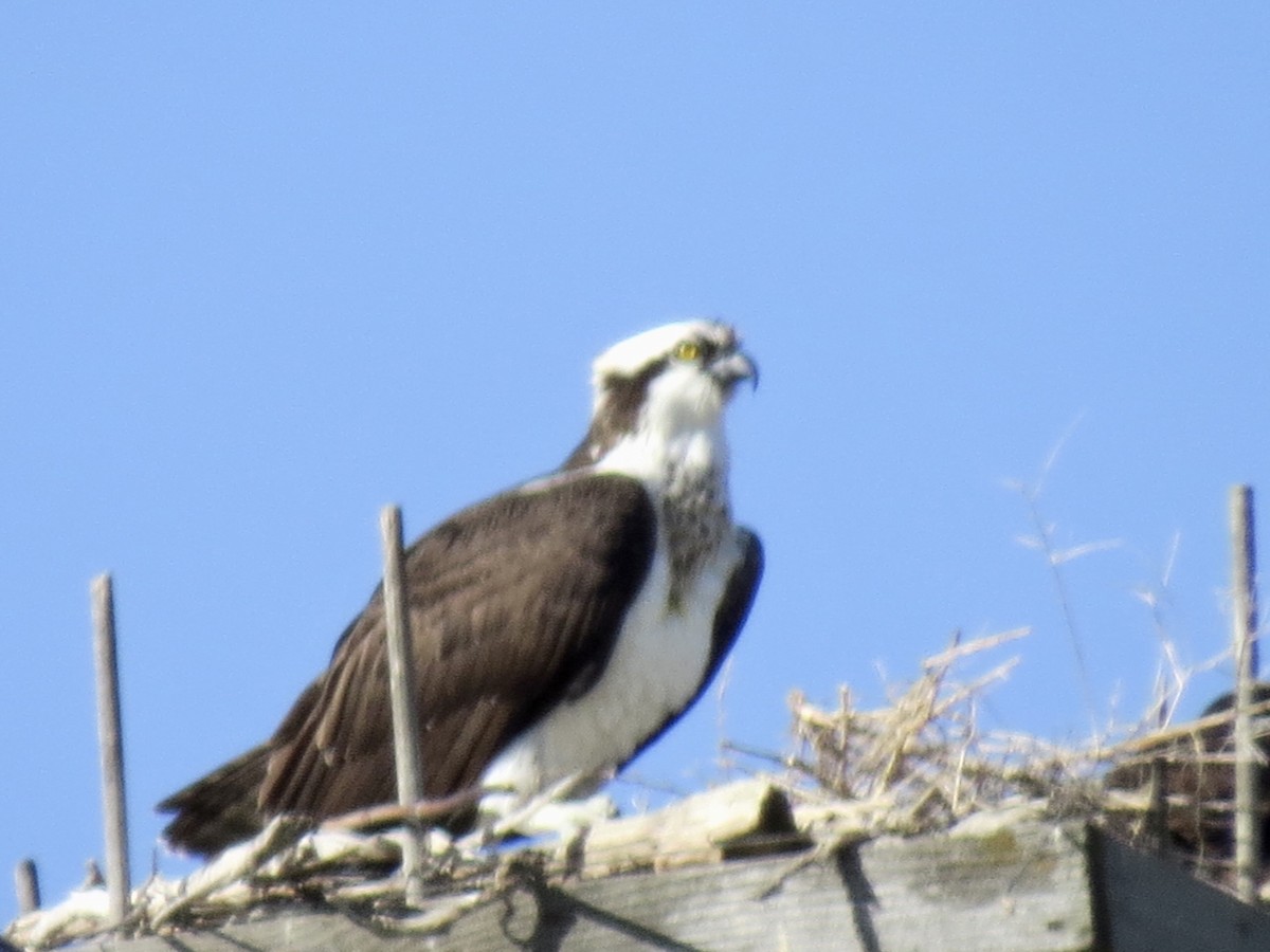 Osprey - ML438529891