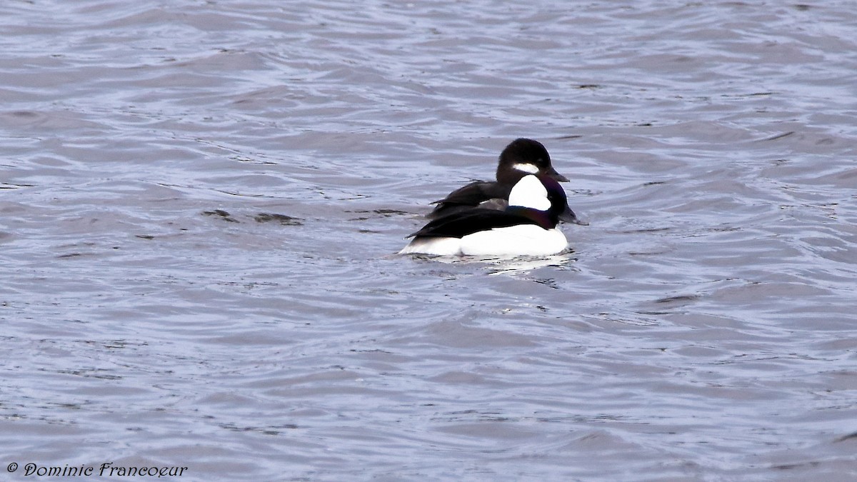 Bufflehead - ML438531641