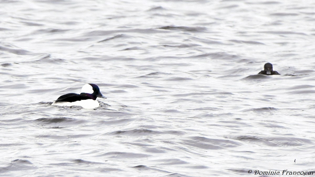 Bufflehead - ML438531651