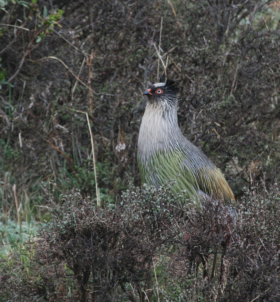 Faisán Ensangrentado - ML438531681