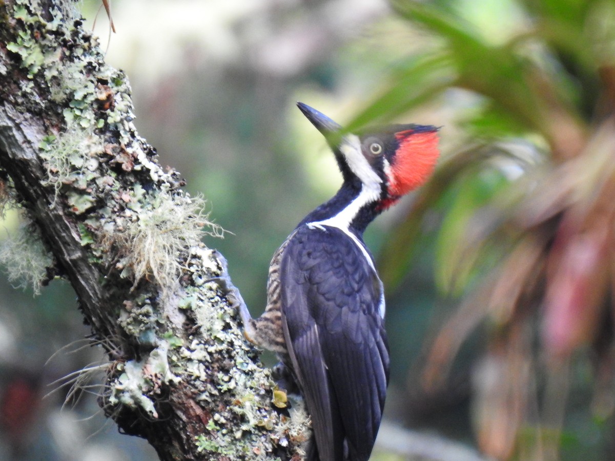 Crimson-crested Woodpecker - ML438534771