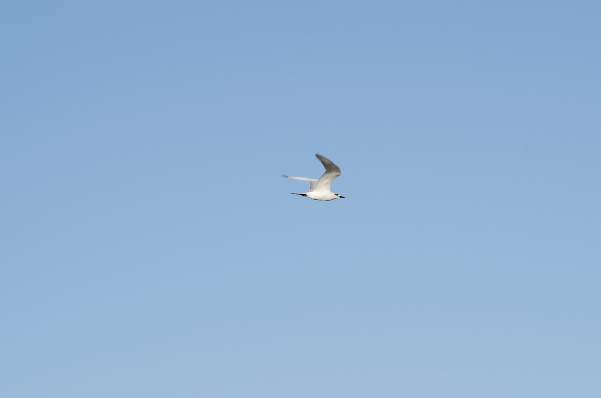 Gull-billed Tern - John Tully