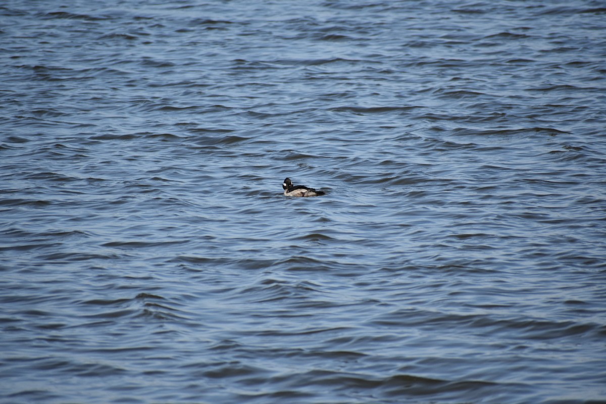 Bufflehead - ML438539051