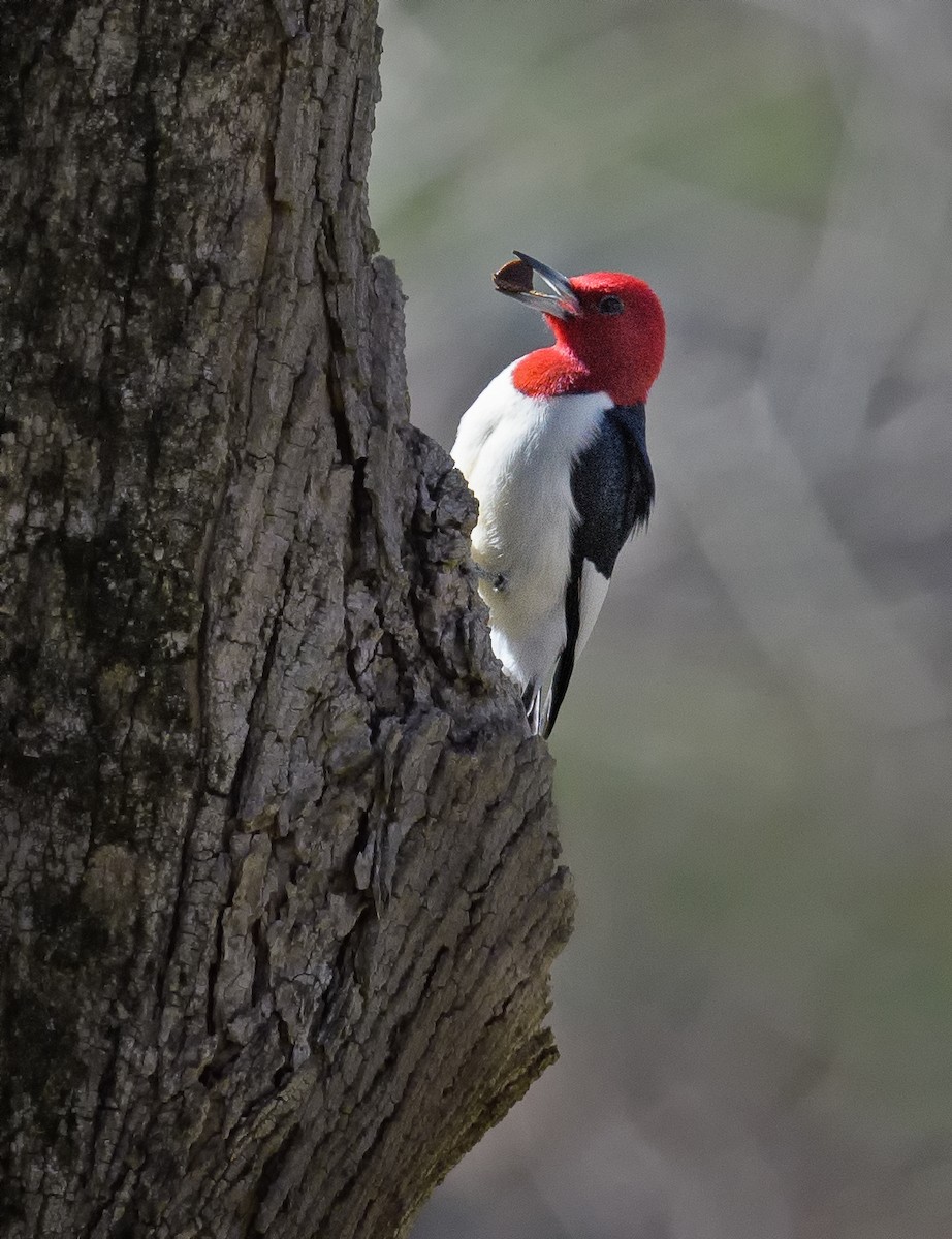 Red-headed Woodpecker - Tom Warren