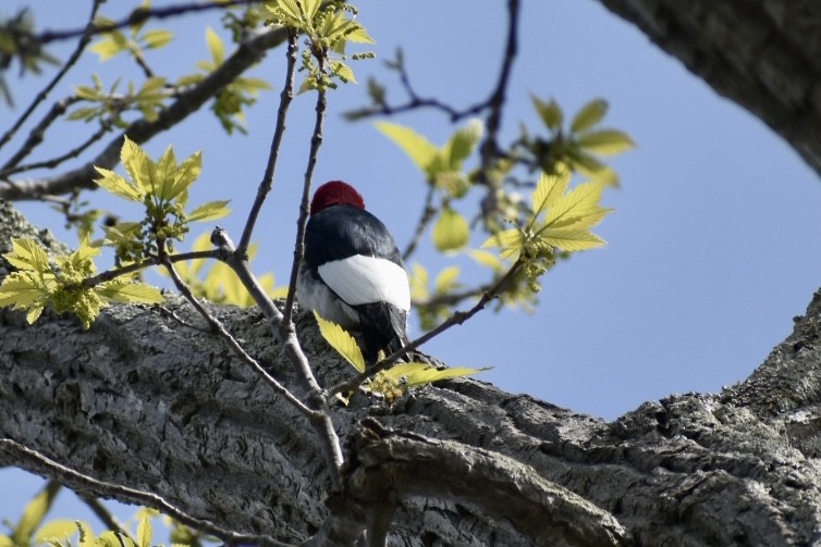 Red-headed Woodpecker - ML438539381