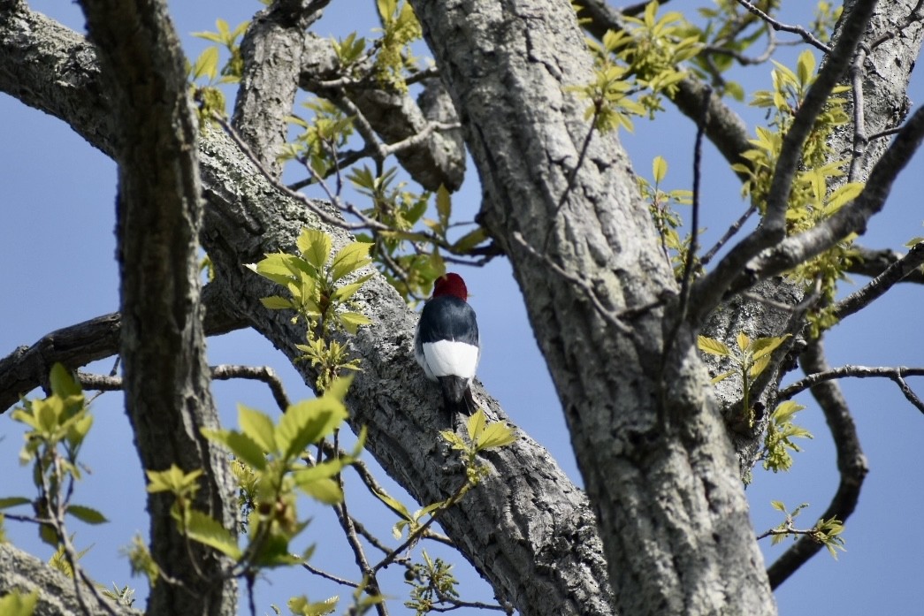 Red-headed Woodpecker - ML438539391