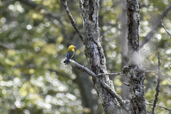 Prothonotary Warbler - ML438539481