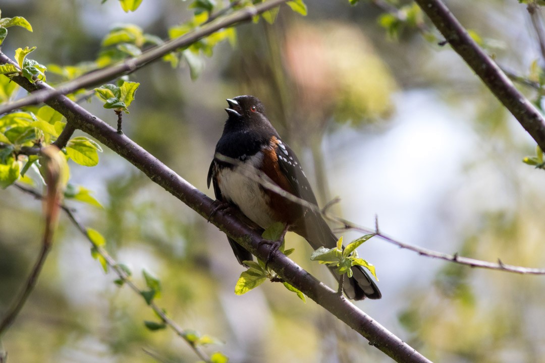 Spotted Towhee - Mario Botros