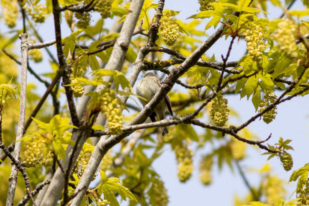 Hammond's Flycatcher - ML438540961