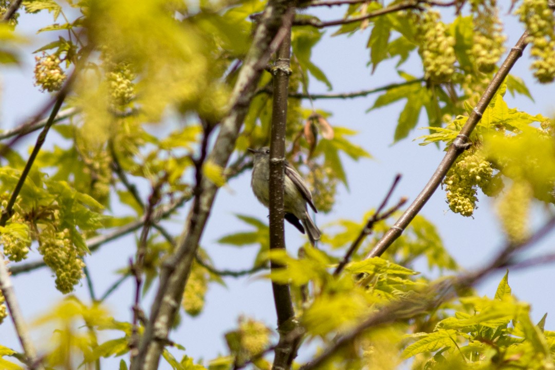 Hammond's Flycatcher - ML438540971