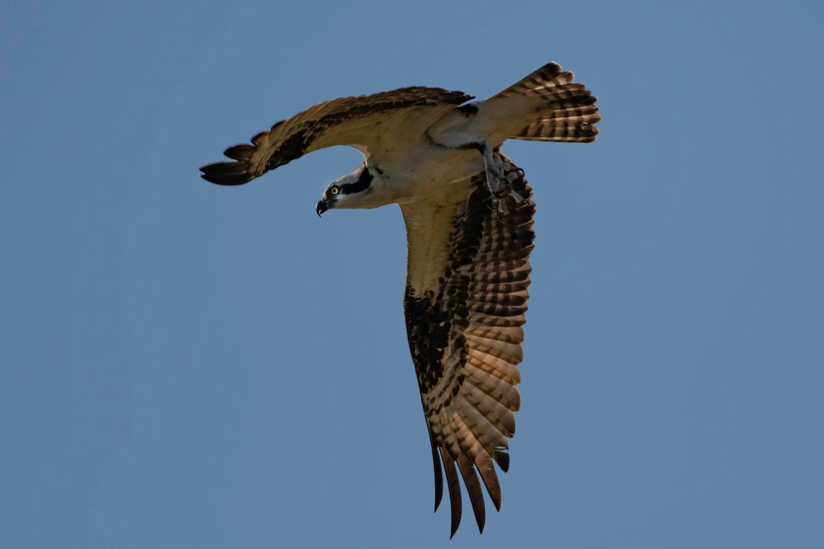 Osprey - ML438541511