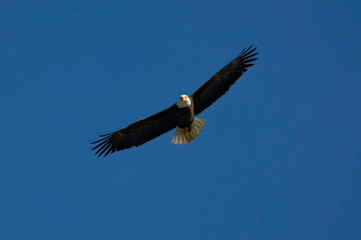Bald Eagle - ML438541871