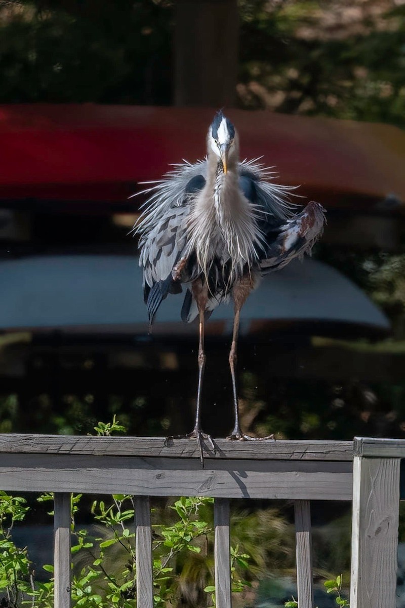 Great Blue Heron - ML438542011