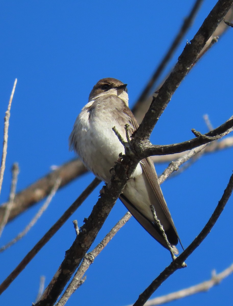 Northern Rough-winged Swallow - Pamela Hunt