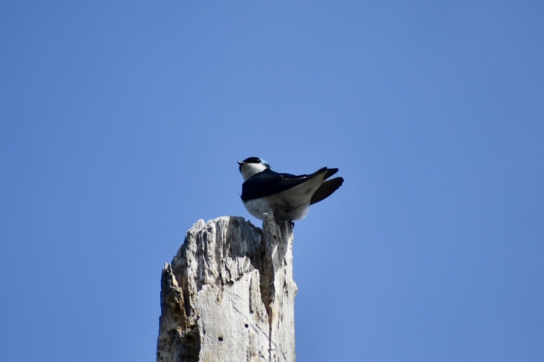 Tree Swallow - ML438543191