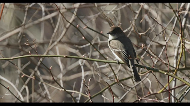 Moucherolle phébi - ML438543711