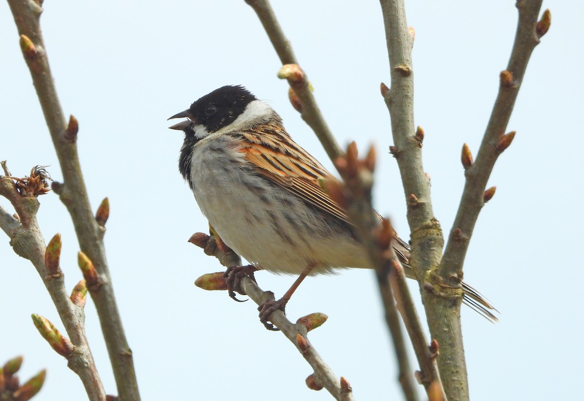 Reed Bunting - Paul Lewis