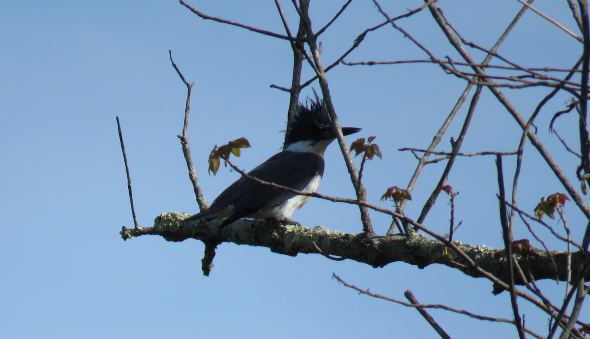 Belted Kingfisher - ML438544911