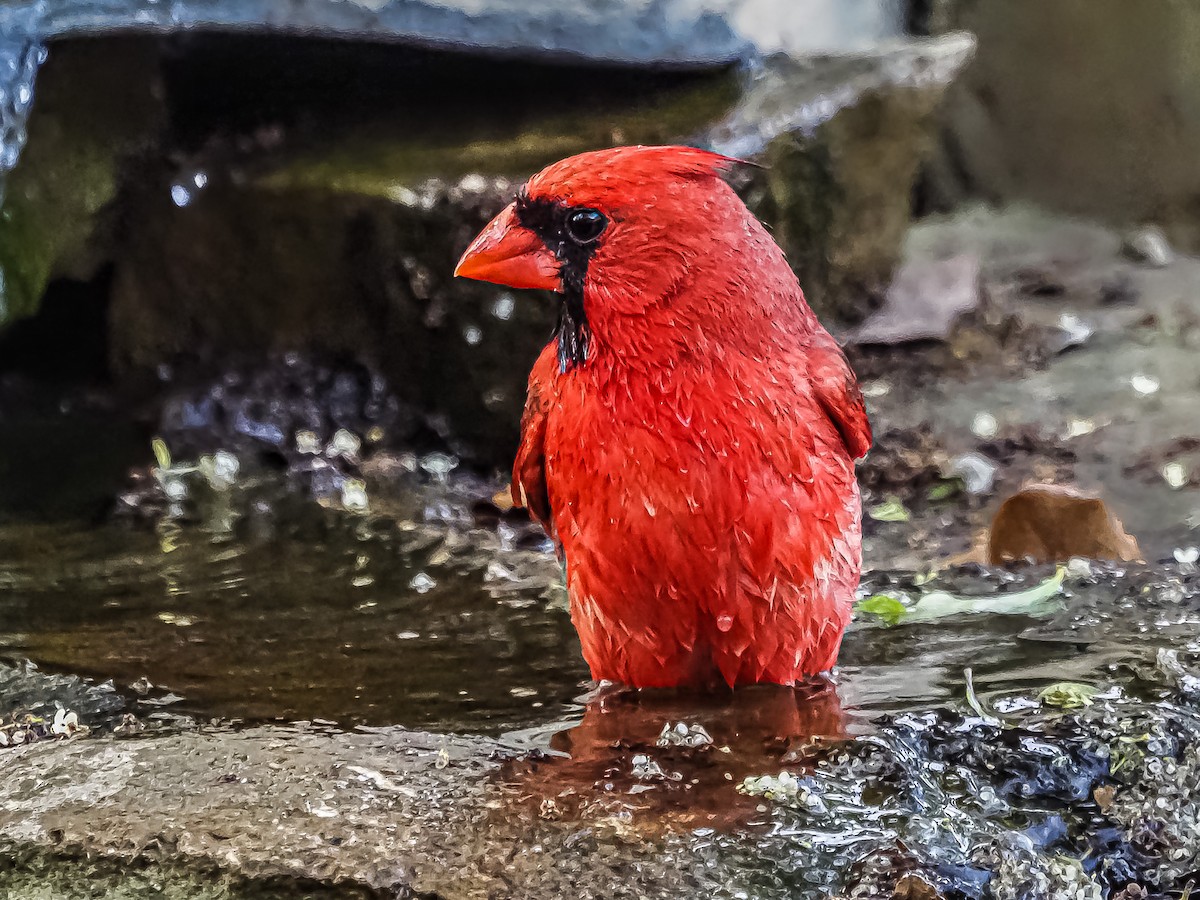 Cardinal rouge - ML438545461