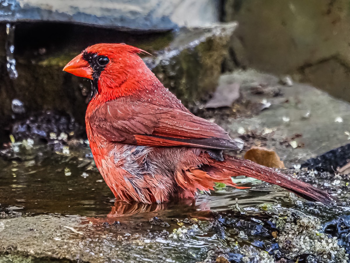 Cardinal rouge - ML438545481