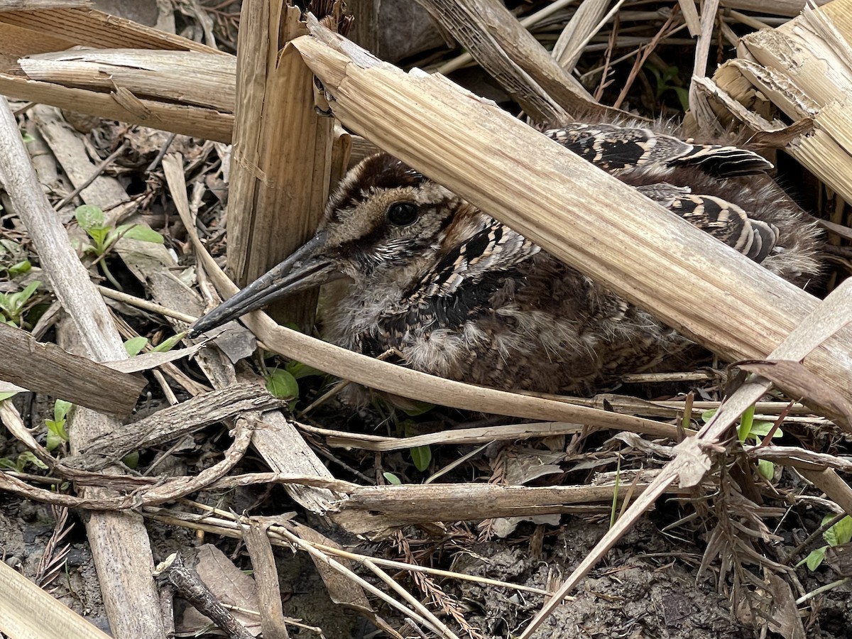 American Woodcock - ML438547081