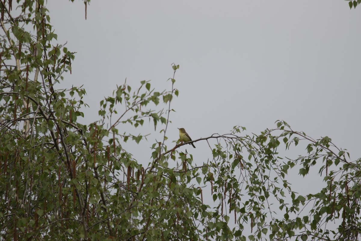 Melodious Warbler - ML438547371