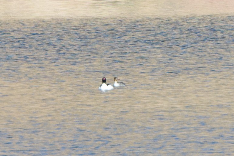 Red-breasted Merganser - ML438547661