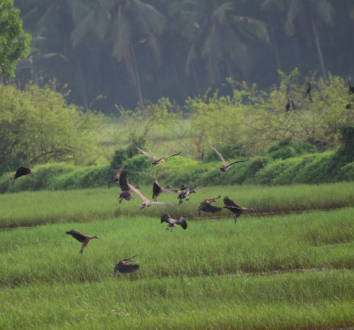 Lesser Whistling-Duck - ML438548201