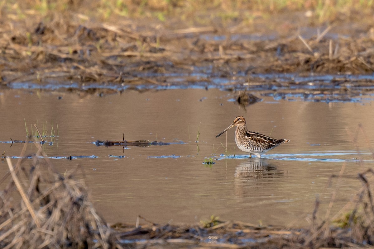 Wilson's Snipe - Beth Finney