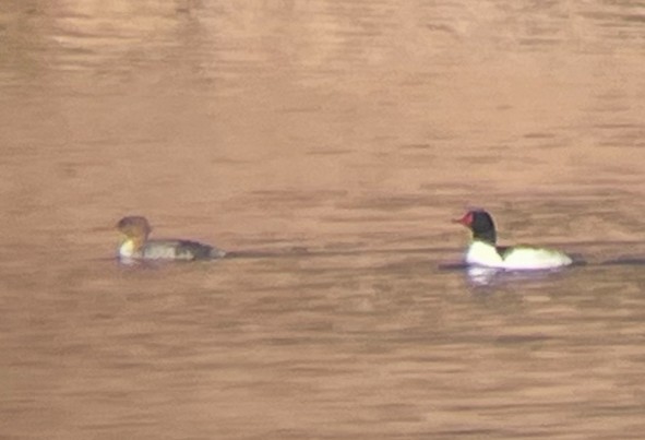 Red-breasted Merganser - ML438549361