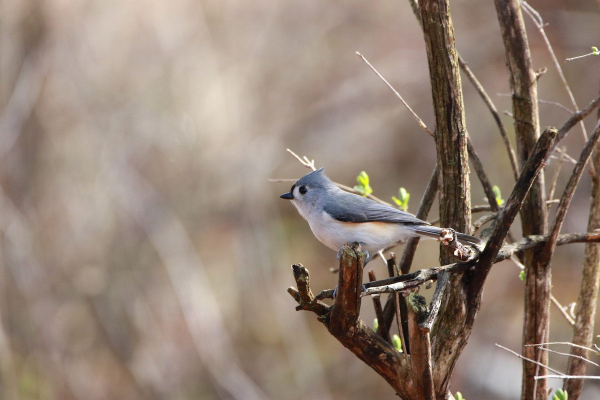 Mésange bicolore - ML438549431