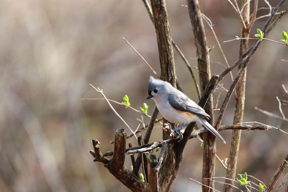 Mésange bicolore - ML438549441