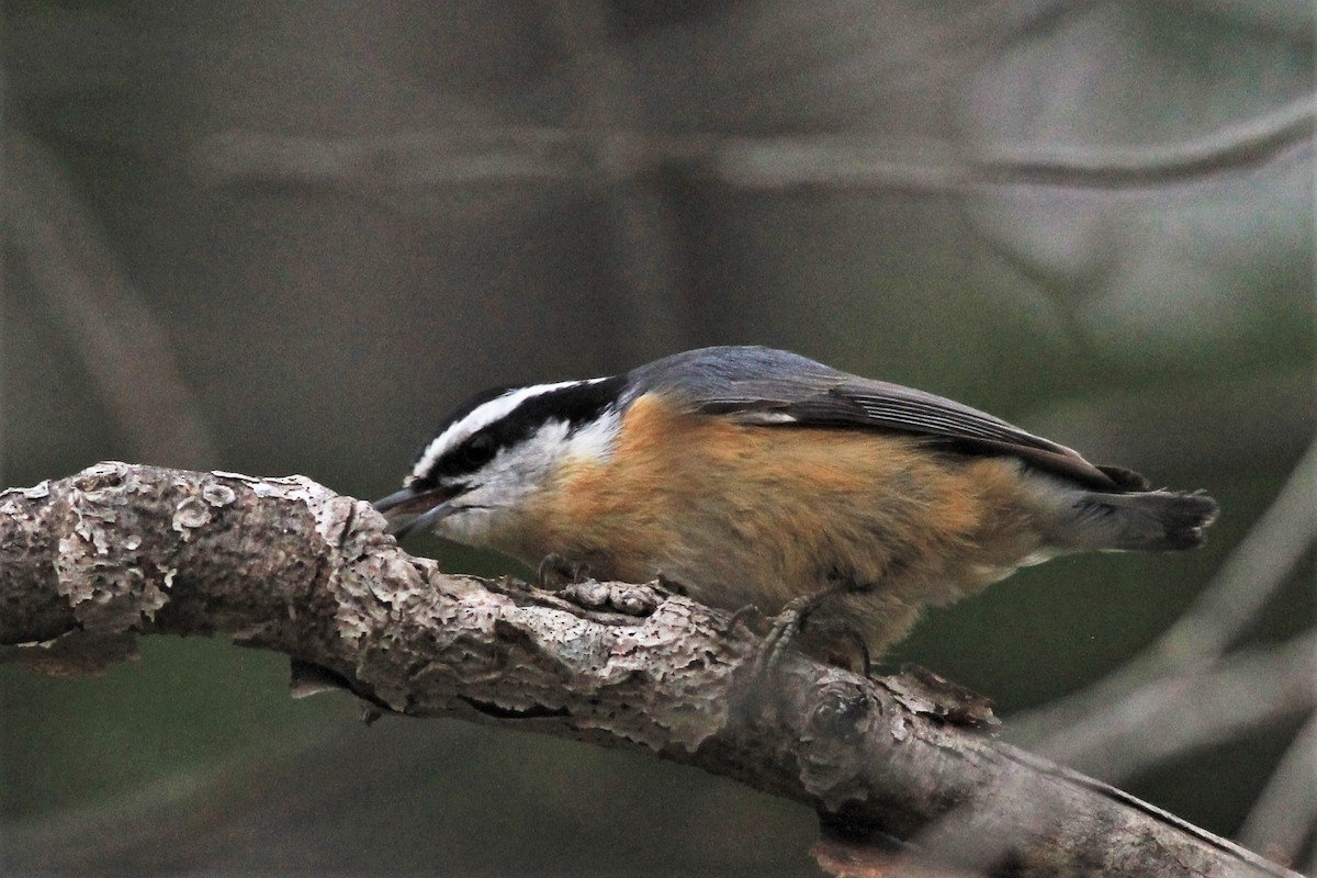 Red-breasted Nuthatch - ML438550491