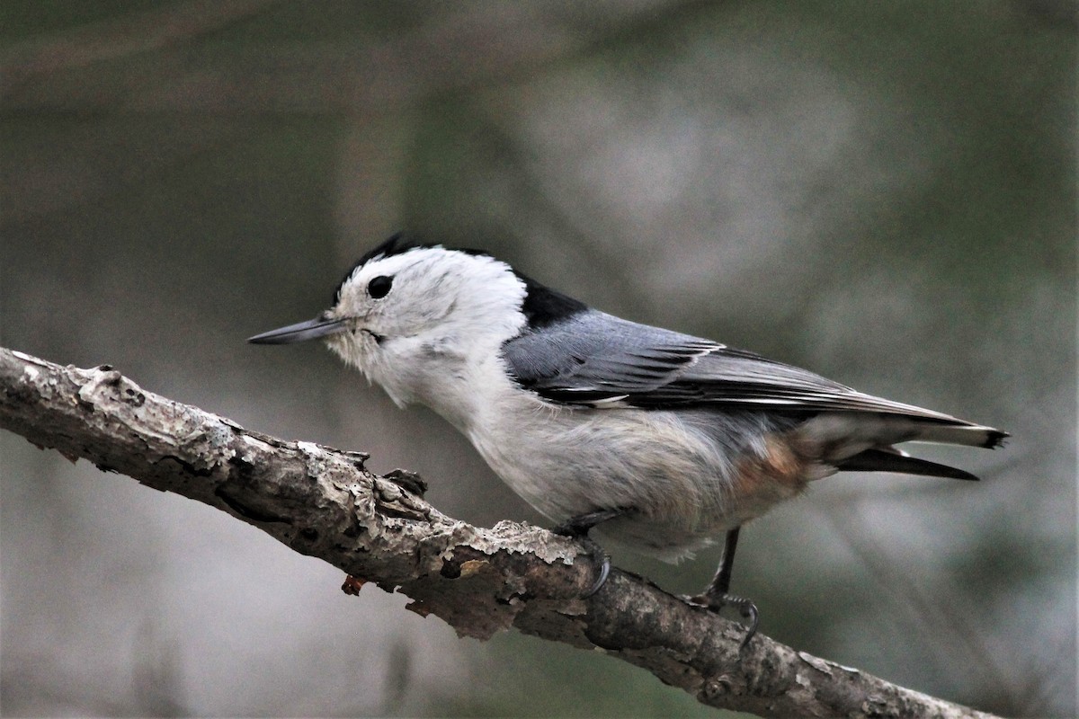 White-breasted Nuthatch - ML438550591