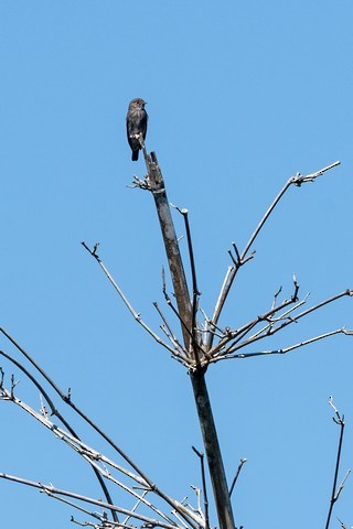 Dark-sided Flycatcher - Tom Backlund