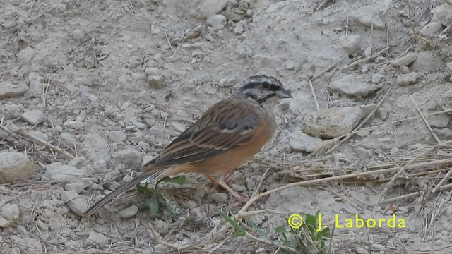 Rock Bunting - ML438551251