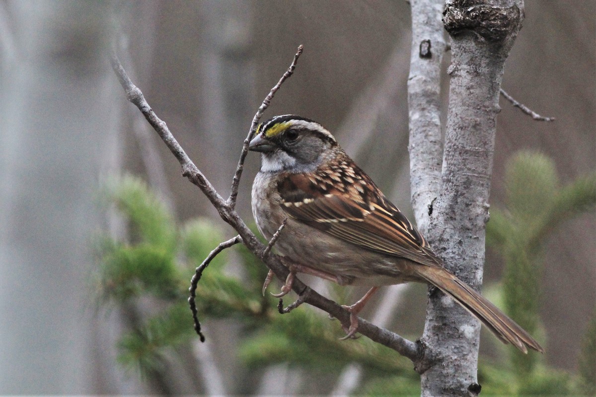 White-throated Sparrow - ML438551511
